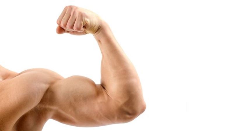 masa musculara