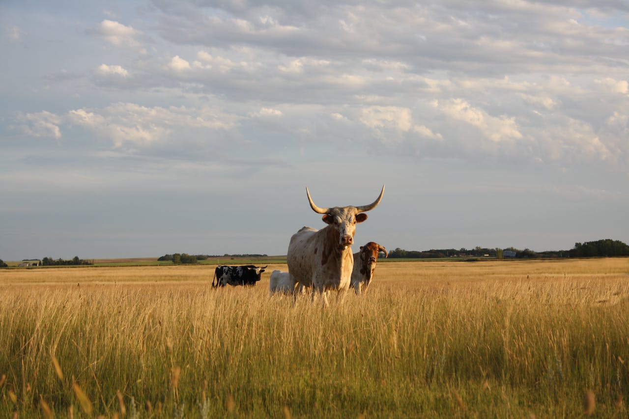 garduri electrice pentru bovine