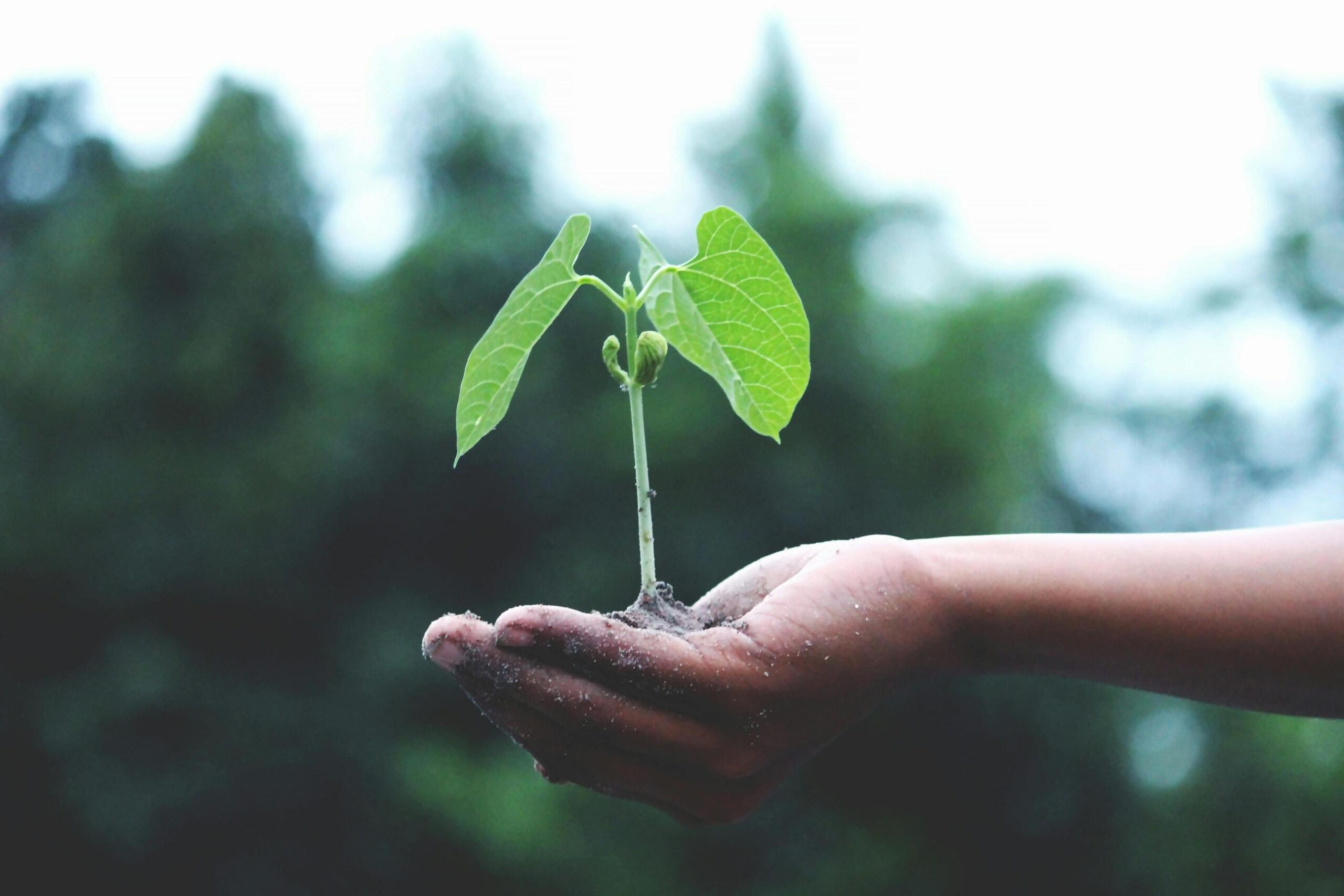 Top 3 invenții inteligente menite să ajute agricultura tradițională