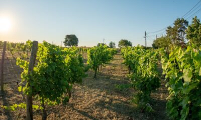 Clos des Colombes