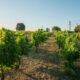 Clos des Colombes