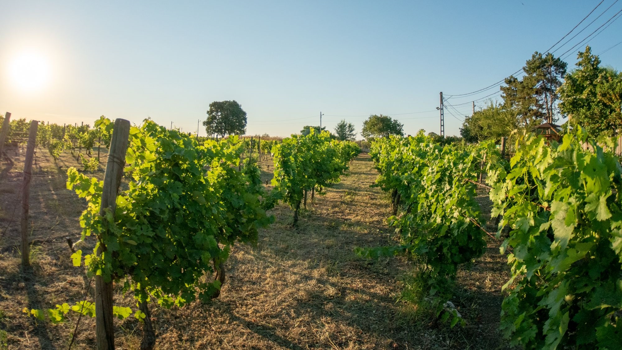 Clos des Colombes