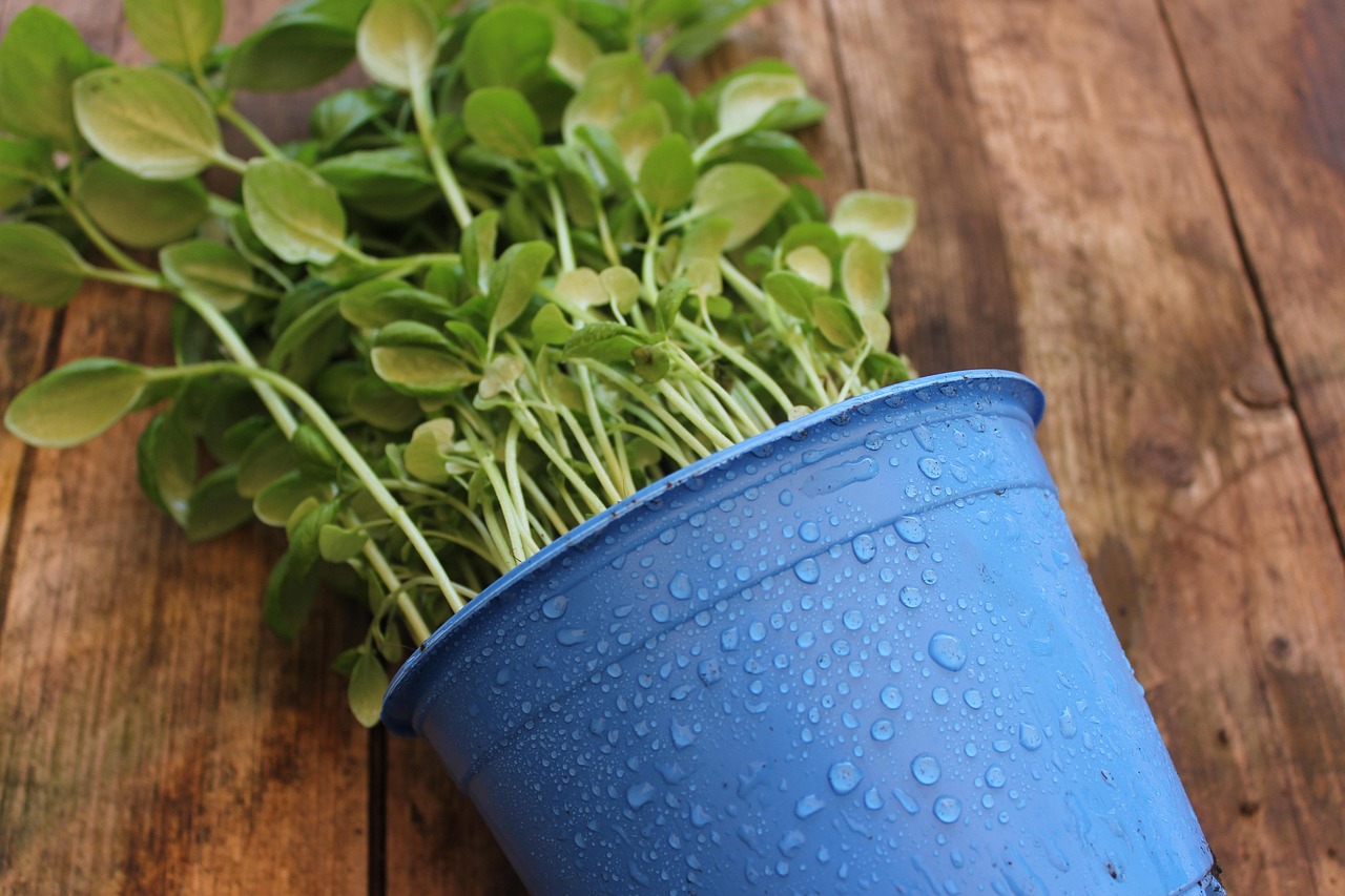 Colț de bucătărie ordonat, cu plante aromatice pe pervaz